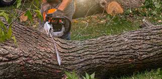 Best Firewood Processing and Delivery  in Farrell, PA