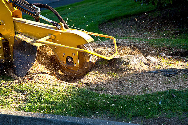 Best Palm Tree Trimming  in Farrell, PA