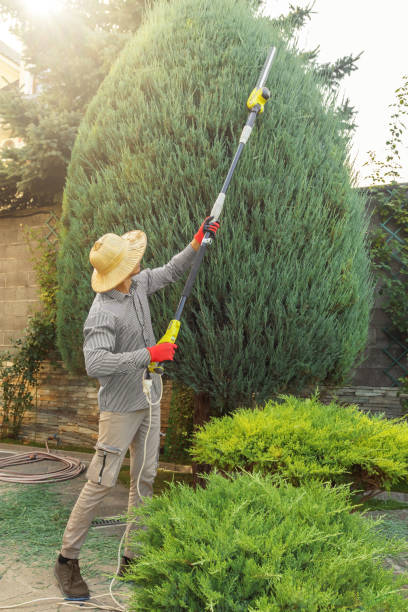 Best Sod Installation  in Farrell, PA